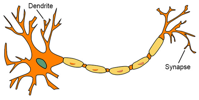 Diagram of Dentrites and Synapses